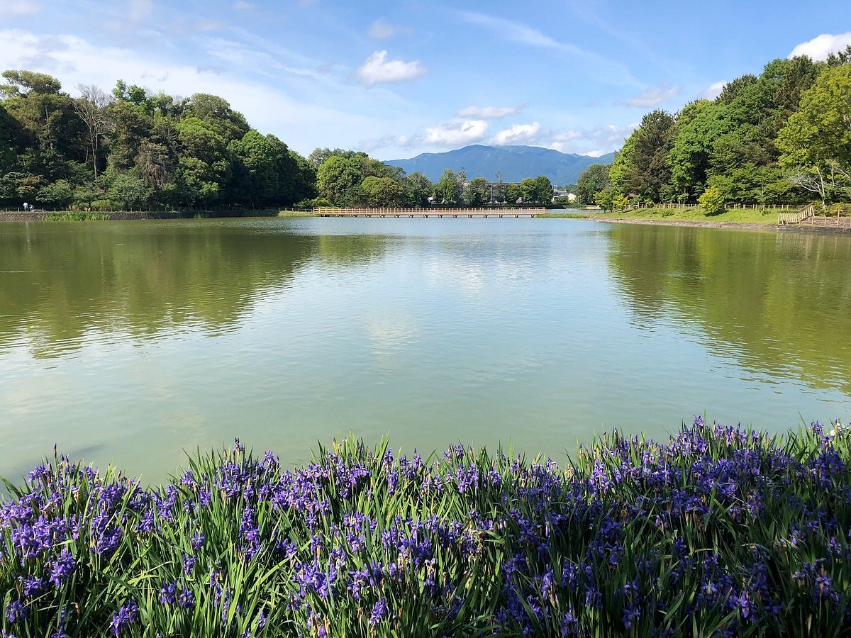 ⛩️ 가시하라 신궁(가시하라 진구) 이미지 4
